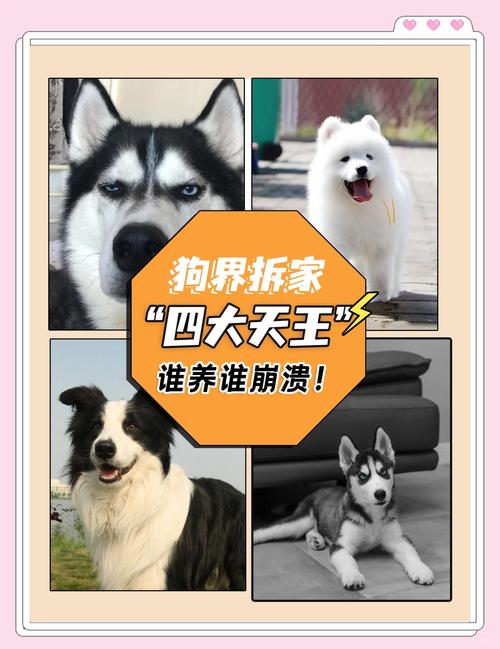 萨摩耶的五大特点-萨摩耶的特征和特点-第8张图片 萨摩耶的五大特点-萨摩耶的特征和特点-第8张图片