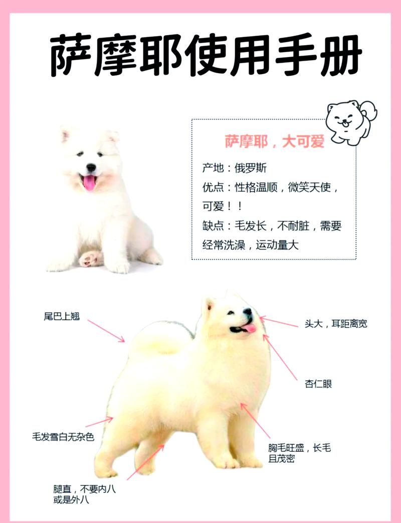 萨摩耶的五大特点-萨摩耶的特征和特点-第9张图片 萨摩耶的五大特点-萨摩耶的特征和特点-第9张图片