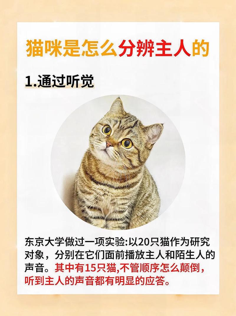 猫咪靠什么分辨主人/猫咪靠什么分辨主人是谁-第3张图片 猫咪靠什么分辨主人/猫咪靠什么分辨主人是谁-第3张图片