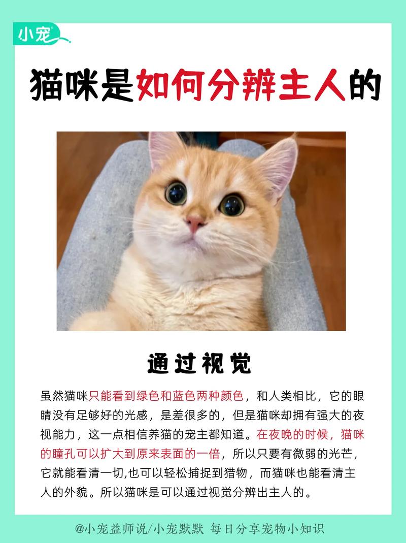 猫咪靠什么分辨主人/猫咪靠什么分辨主人是谁-第6张图片 猫咪靠什么分辨主人/猫咪靠什么分辨主人是谁-第6张图片