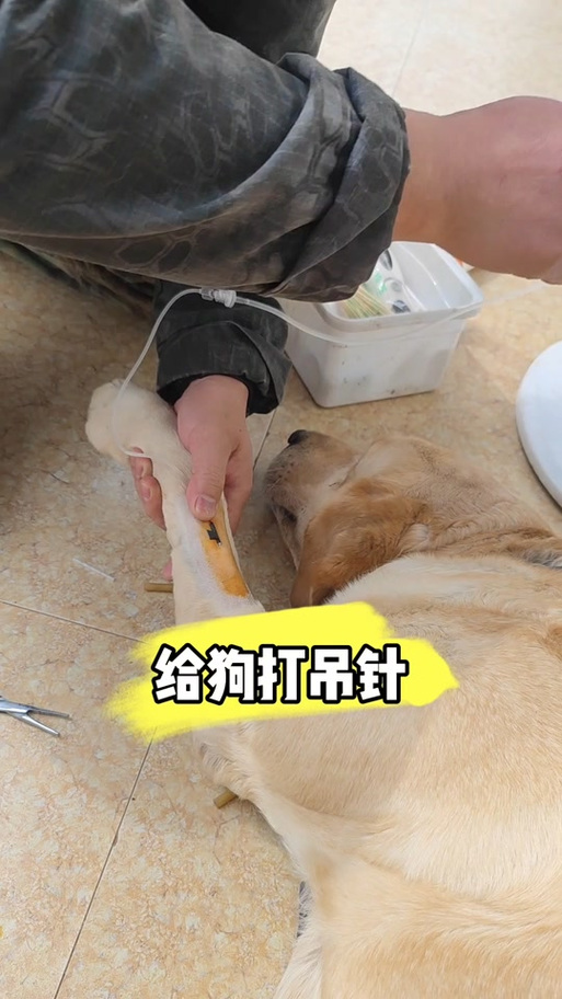 解析“留置针怎么拔”你不知道的事-第5张图片 解析“留置针怎么拔”你不知道的事-第5张图片