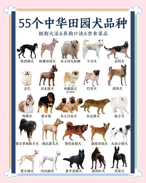 宠物狗-宠物狗的品种及费用表-第2张图片 宠物狗-宠物狗的品种及费用表-第2张图片