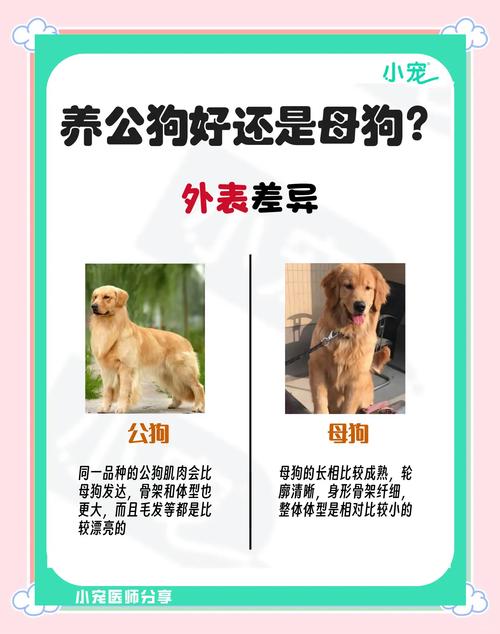 宠物狗-宠物狗的品种及费用表-第6张图片 宠物狗-宠物狗的品种及费用表-第6张图片