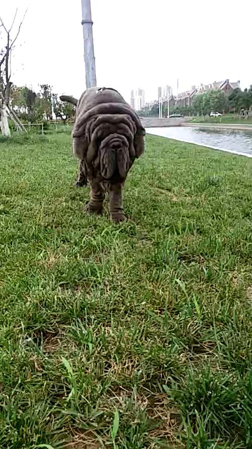 纽波利顿獒犬体重/纽波利顿獒犬和卡斯罗-第1张图片 纽波利顿獒犬体重/纽波利顿獒犬和卡斯罗-第1张图片