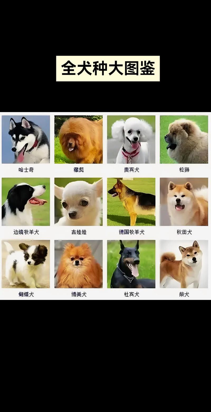 纽波利顿獒犬体重/纽波利顿獒犬和卡斯罗-第2张图片 纽波利顿獒犬体重/纽波利顿獒犬和卡斯罗-第2张图片