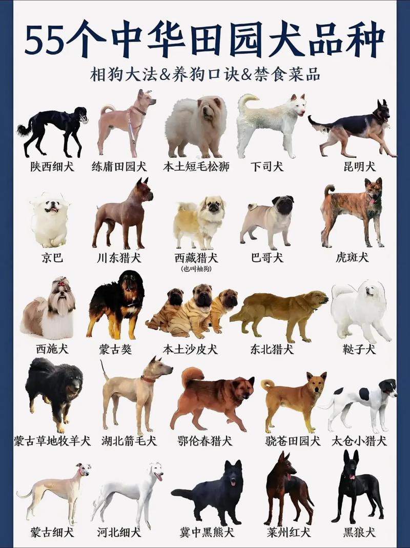 纽波利顿獒犬体重/纽波利顿獒犬和卡斯罗-第3张图片 纽波利顿獒犬体重/纽波利顿獒犬和卡斯罗-第3张图片