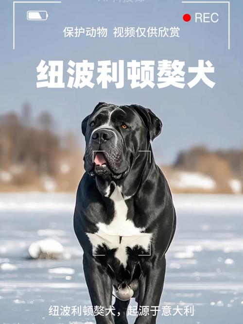 纽波利顿獒犬体重/纽波利顿獒犬和卡斯罗-第4张图片 纽波利顿獒犬体重/纽波利顿獒犬和卡斯罗-第4张图片