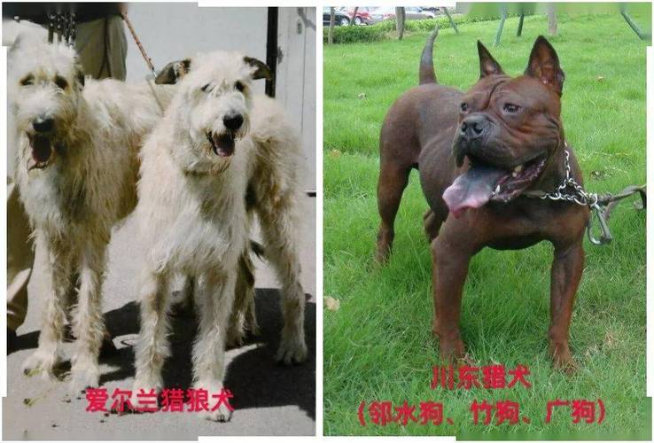 纽波利顿獒犬体重/纽波利顿獒犬和卡斯罗-第6张图片 纽波利顿獒犬体重/纽波利顿獒犬和卡斯罗-第6张图片