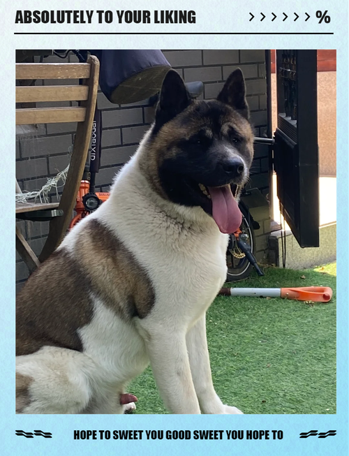 纽波利顿獒犬体重/纽波利顿獒犬和卡斯罗-第7张图片 纽波利顿獒犬体重/纽波利顿獒犬和卡斯罗-第7张图片