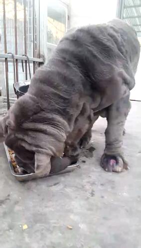 纽波利顿獒犬体重/纽波利顿獒犬和卡斯罗-第8张图片 纽波利顿獒犬体重/纽波利顿獒犬和卡斯罗-第8张图片