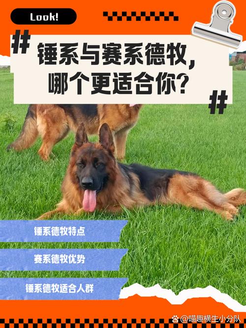 黑背德牧锤系德牧有什么区别,德牧黑背锤系血统-第3张图片 黑背德牧锤系德牧有什么区别,德牧黑背锤系血统-第3张图片