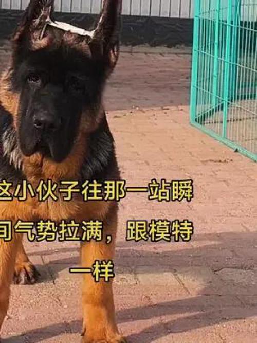 黑背德牧锤系德牧有什么区别,德牧黑背锤系血统-第7张图片 黑背德牧锤系德牧有什么区别,德牧黑背锤系血统-第7张图片
