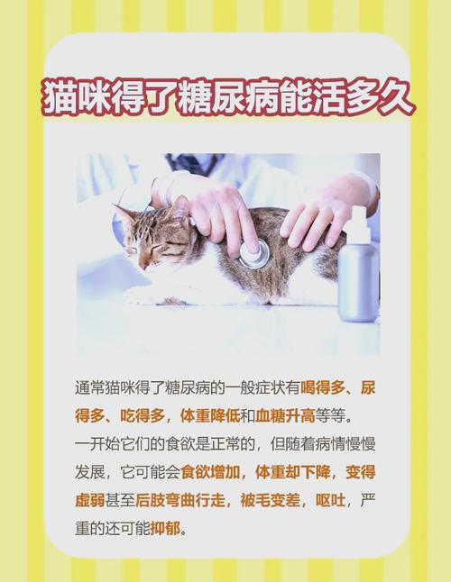 解析“猫咪低血糖症状表现”你不知道的事-第1张图片 解析“猫咪低血糖症状表现”你不知道的事-第1张图片