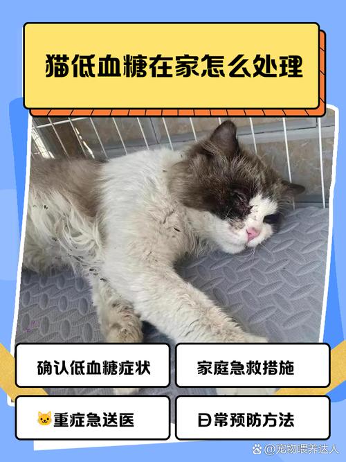 解析“猫咪低血糖症状表现”你不知道的事-第4张图片 解析“猫咪低血糖症状表现”你不知道的事-第4张图片
