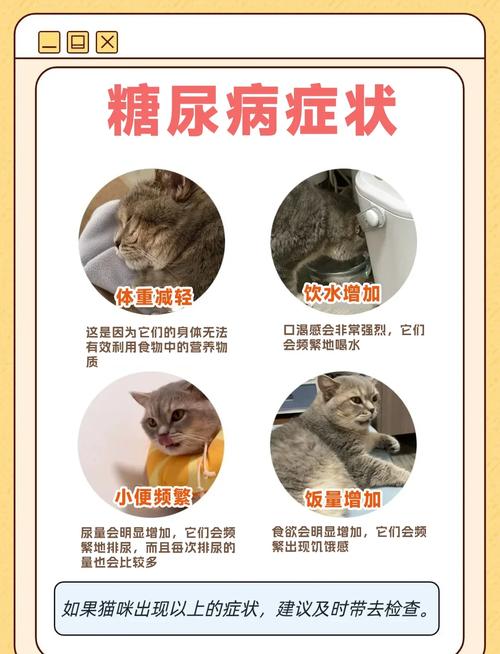 解析“猫咪低血糖症状表现”你不知道的事-第9张图片 解析“猫咪低血糖症状表现”你不知道的事-第9张图片