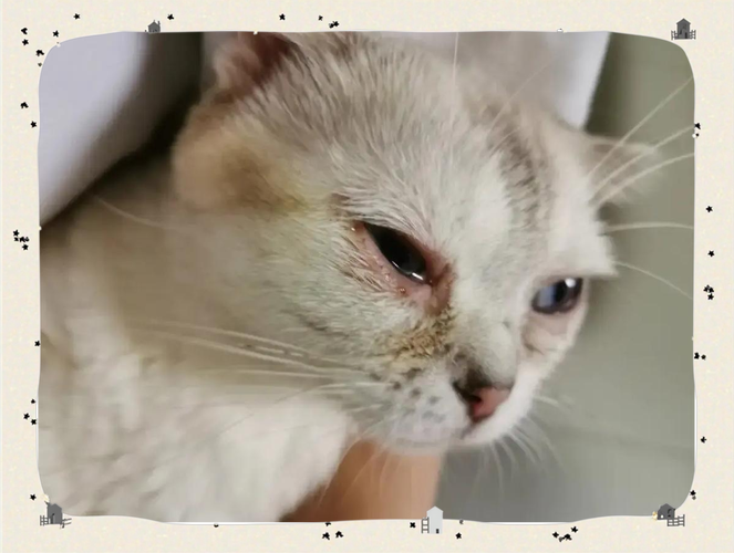 解析“猫咪低血糖症状表现”你不知道的事-第10张图片 解析“猫咪低血糖症状表现”你不知道的事-第10张图片