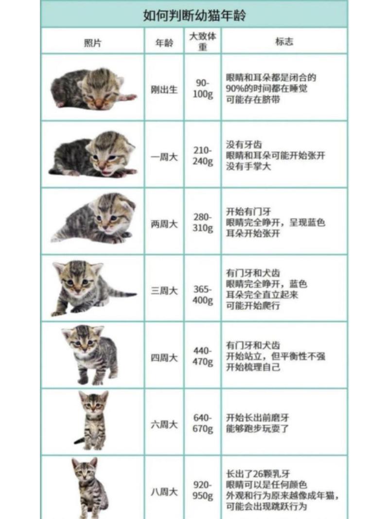 解析“猫咪寿命和计算方法”你不知道的事-第5张图片 解析“猫咪寿命和计算方法”你不知道的事-第5张图片