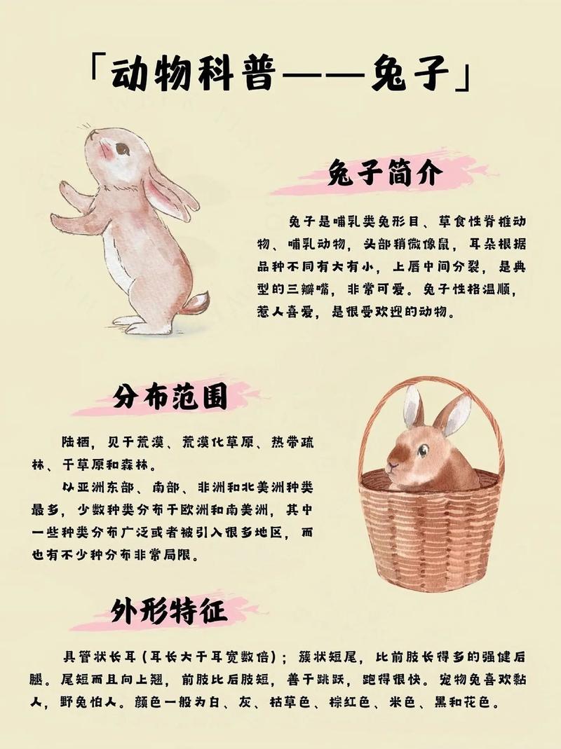 兔子生活习性-兔子的生活特征和生活方式-第5张图片 兔子生活习性-兔子的生活特征和生活方式-第5张图片