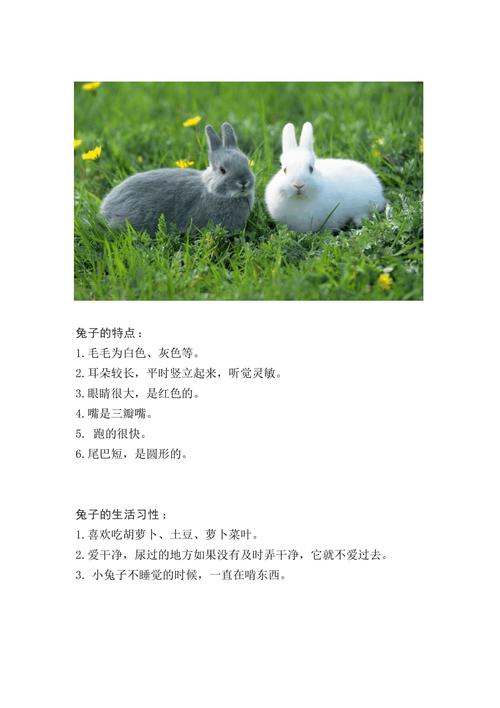 兔子生活习性-兔子的生活特征和生活方式-第6张图片 兔子生活习性-兔子的生活特征和生活方式-第6张图片