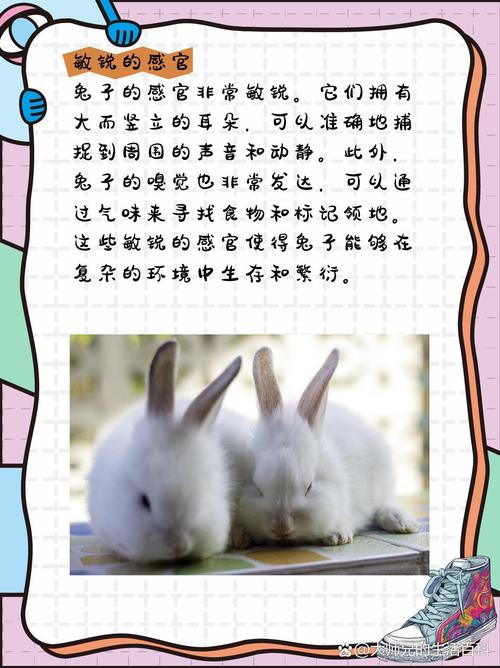 兔子生活习性-兔子的生活特征和生活方式-第9张图片 兔子生活习性-兔子的生活特征和生活方式-第9张图片