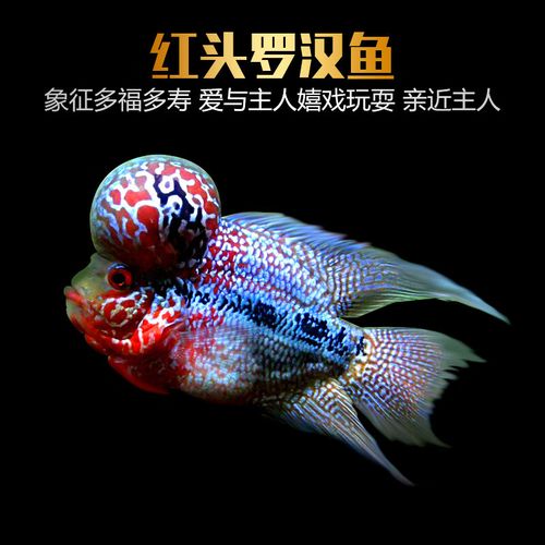 鸿运罗汉鱼苗/鸿运罗汉鱼苗变色过程-第5张图片 鸿运罗汉鱼苗/鸿运罗汉鱼苗变色过程-第5张图片