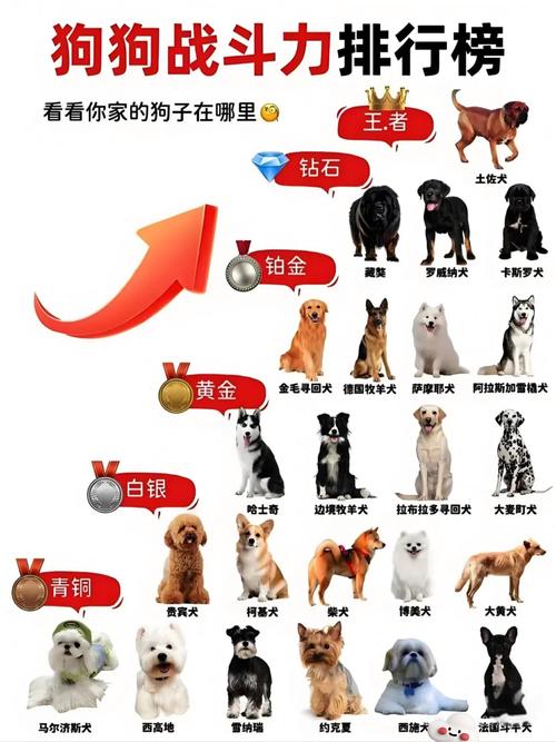 解析“狗的本领”你不知道的事-第8张图片 解析“狗的本领”你不知道的事-第8张图片