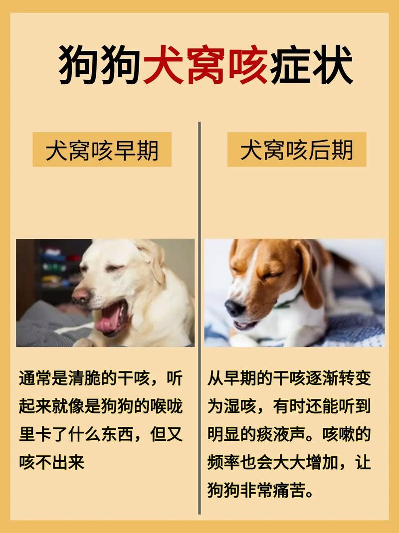 作为消费者“狗感冒了有哪些症状”你不能不知道-第1张图片 作为消费者“狗感冒了有哪些症状”你不能不知道-第1张图片