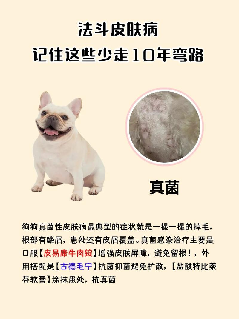 作为消费者“狗感冒了有哪些症状”你不能不知道-第3张图片 作为消费者“狗感冒了有哪些症状”你不能不知道-第3张图片