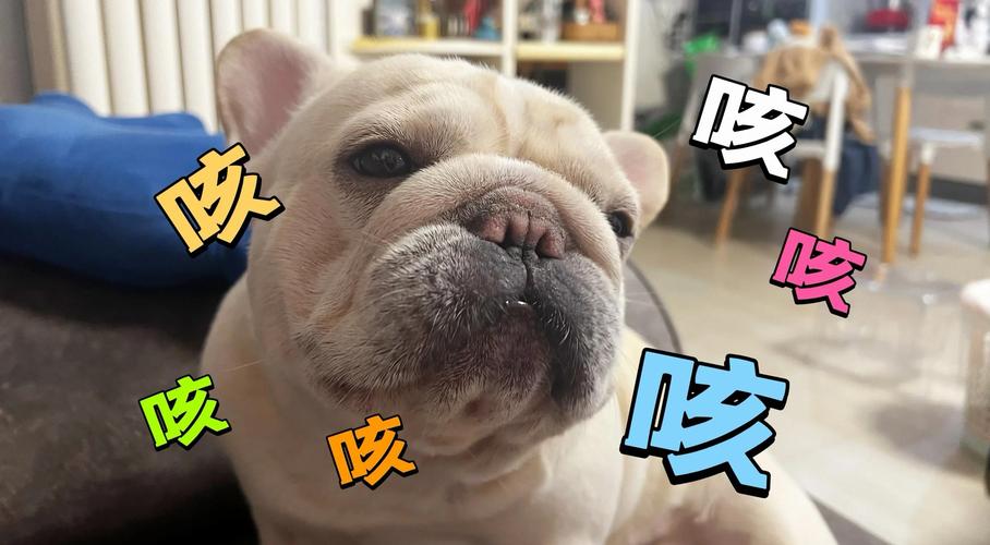 作为消费者“狗感冒了有哪些症状”你不能不知道-第5张图片 作为消费者“狗感冒了有哪些症状”你不能不知道-第5张图片