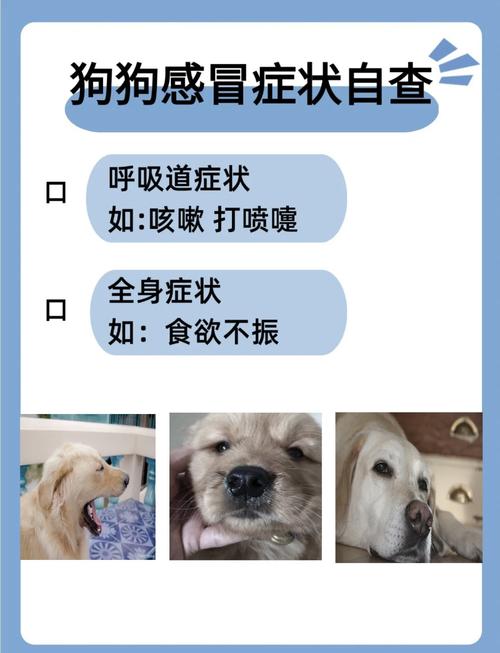 作为消费者“狗感冒了有哪些症状”你不能不知道-第7张图片 作为消费者“狗感冒了有哪些症状”你不能不知道-第7张图片