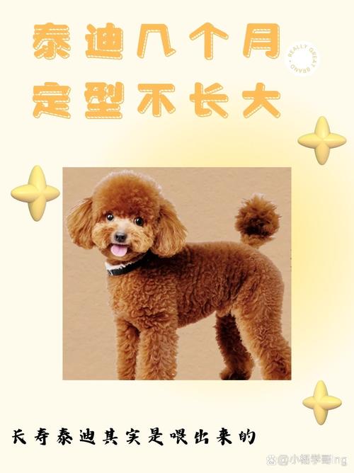 解析“8个月茶杯泰迪多大正常”你不知道的事-第1张图片 解析“8个月茶杯泰迪多大正常”你不知道的事-第1张图片