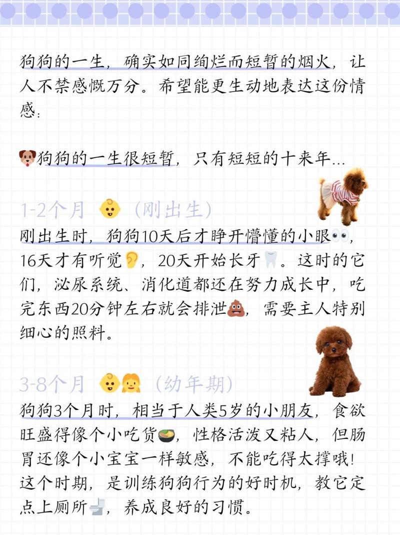 解析“8个月茶杯泰迪多大正常”你不知道的事-第5张图片 解析“8个月茶杯泰迪多大正常”你不知道的事-第5张图片