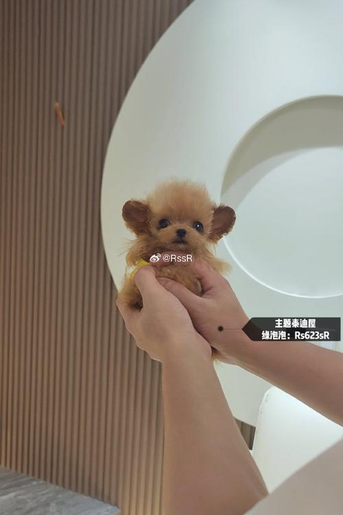 解析“8个月茶杯泰迪多大正常”你不知道的事-第6张图片 解析“8个月茶杯泰迪多大正常”你不知道的事-第6张图片