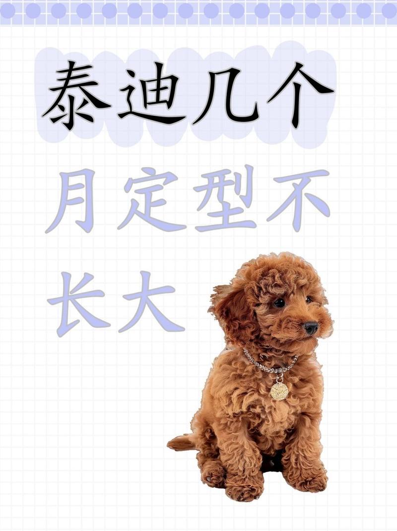 解析“8个月茶杯泰迪多大正常”你不知道的事-第9张图片 解析“8个月茶杯泰迪多大正常”你不知道的事-第9张图片
