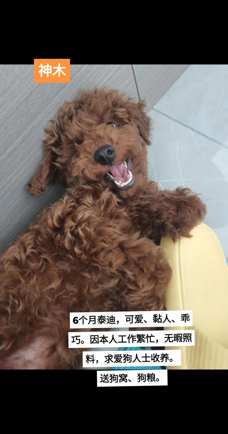 解析“8个月茶杯泰迪多大正常”你不知道的事-第10张图片 解析“8个月茶杯泰迪多大正常”你不知道的事-第10张图片