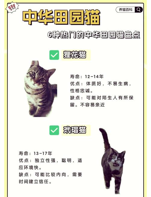 猫多大成年，狸花猫多大成年