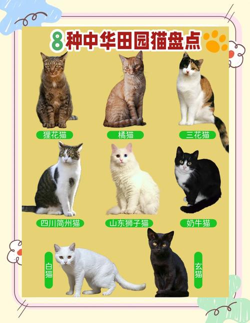猫多大成年,狸花猫多大成年-第2张图片 猫多大成年,狸花猫多大成年-第2张图片