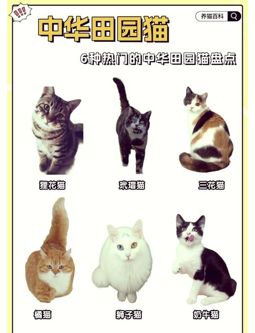 猫多大成年,狸花猫多大成年-第3张图片 猫多大成年,狸花猫多大成年-第3张图片