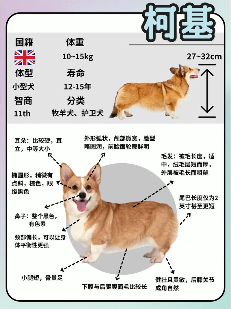 普通柯基犬多少钱一只-普通的柯基多少钱一只