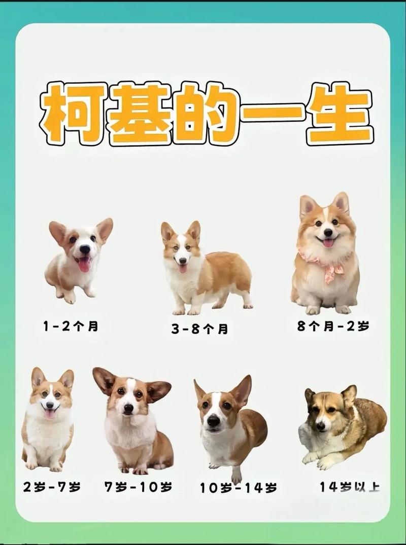 普通柯基犬多少钱一只-普通的柯基多少钱一只-第6张图片 普通柯基犬多少钱一只-普通的柯基多少钱一只-第6张图片