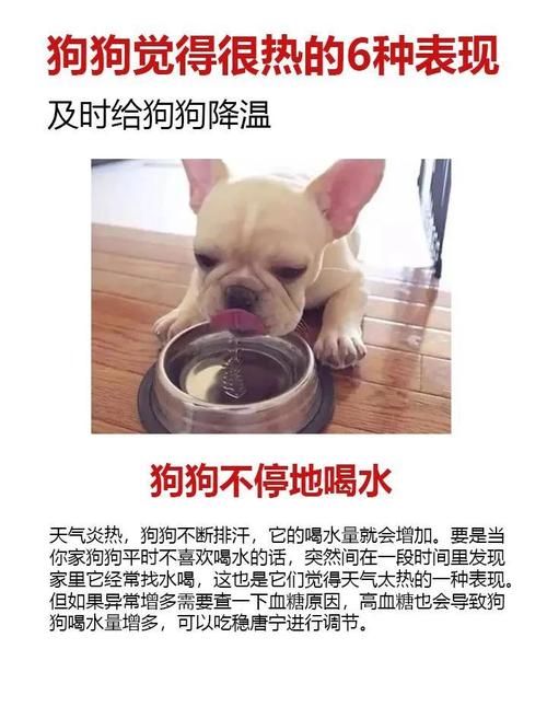 狗狗发烧怎么退烧-狗狗发烧怎么退烧最快-第10张图片 狗狗发烧怎么退烧-狗狗发烧怎么退烧最快-第10张图片
