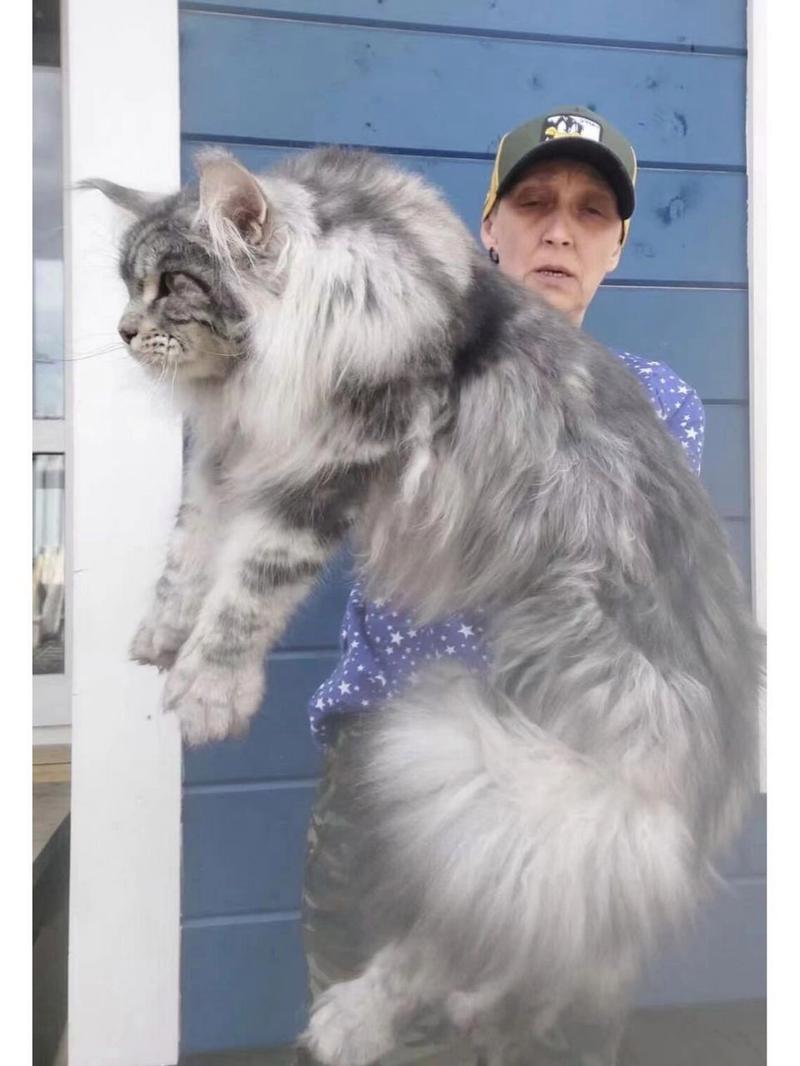 世界上最大的猫咪,世界上最大的猫咪排名-第5张图片 世界上最大的猫咪,世界上最大的猫咪排名-第5张图片