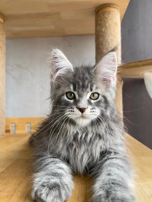 世界上最大的猫咪,世界上最大的猫咪排名-第7张图片 世界上最大的猫咪,世界上最大的猫咪排名-第7张图片