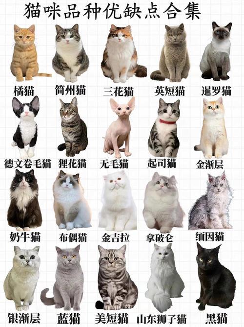作为消费者“猫的种类”你不能不知道-第4张图片 作为消费者“猫的种类”你不能不知道-第4张图片