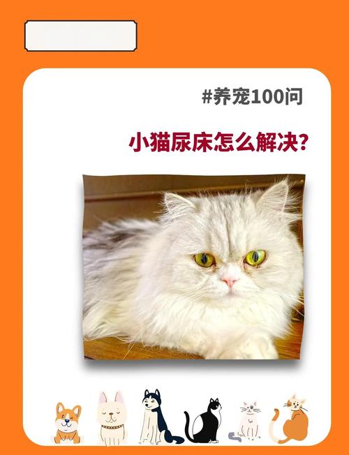 猫尿床/猫尿床后运气要变好了-第4张图片 猫尿床/猫尿床后运气要变好了-第4张图片
