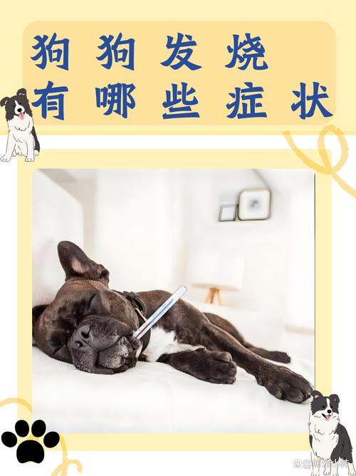 狗狗的正常体温-狗狗的正常体温一般在什么范围-第3张图片 狗狗的正常体温-狗狗的正常体温一般在什么范围-第3张图片
