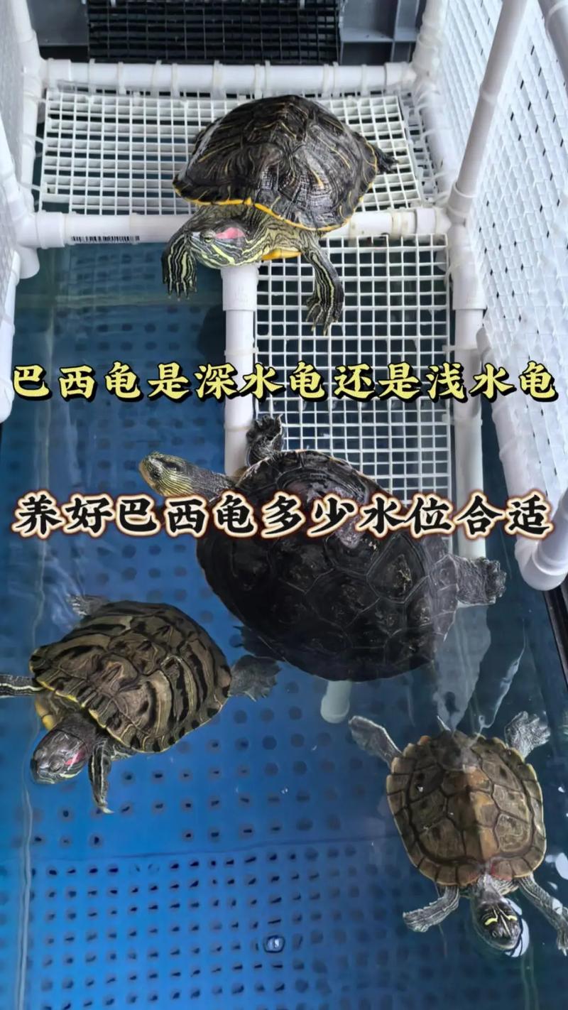 作为消费者“墨龟和巴西龟可以一起养吗”你不能不知道