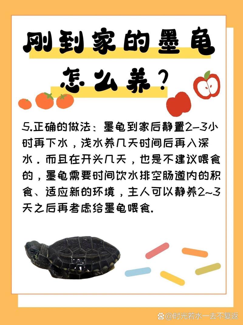 作为消费者“墨龟和巴西龟可以一起养吗”你不能不知道-第3张图片 作为消费者“墨龟和巴西龟可以一起养吗”你不能不知道-第3张图片