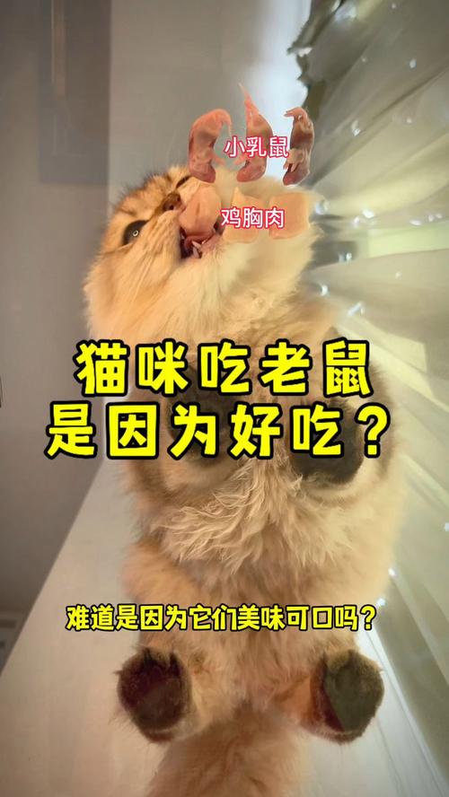 猫吃老鼠的视频，抓老鼠视频