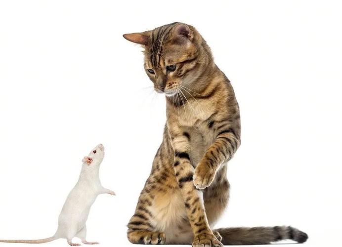 猫吃老鼠的视频,抓老鼠视频-第2张图片 猫吃老鼠的视频,抓老鼠视频-第2张图片